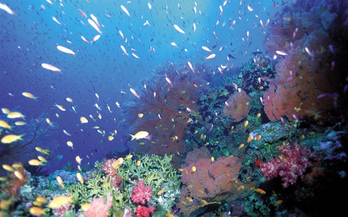 水下，鱼群，珊瑚，海 壁纸 图片