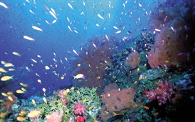 水下，鱼群，珊瑚，海