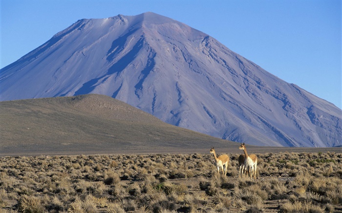 骆马，米斯蒂火山，秘鲁 壁纸 图片