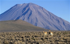骆马，米斯蒂火山，秘鲁 高清壁纸