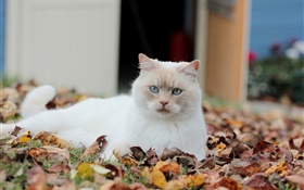 白猫，叶子 高清壁纸