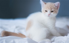 白色的可爱的小猫 高清壁纸