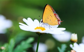 白菊花与蝴蝶
