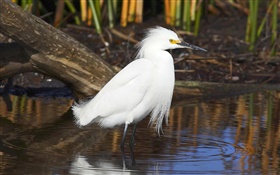 白羽鸟，池塘