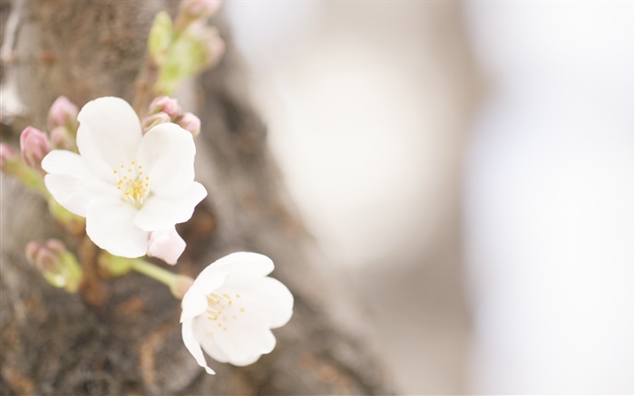 白色花朵的特写，春天 壁纸 图片
