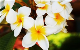 白色的赤素馨花