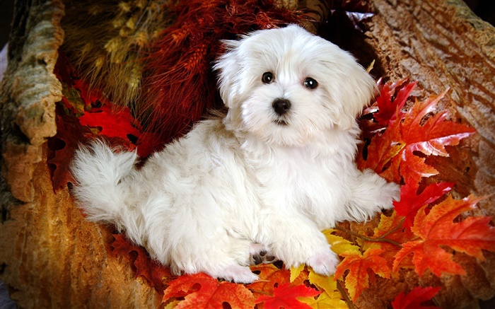 白毛茸茸的狗，红叶 壁纸 图片