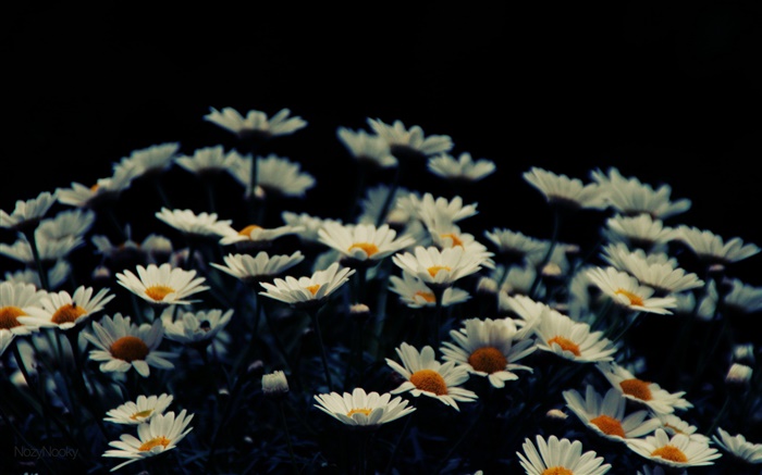 白色的小花朵，背景虚化 壁纸 图片