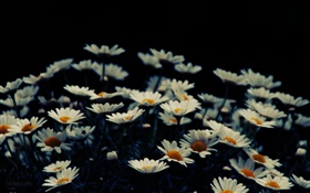 白色的小花朵，背景虚化 高清壁纸