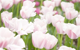 白色粉红色郁金香花