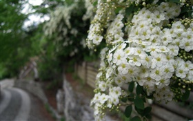 白色的蔷薇花 高清壁纸