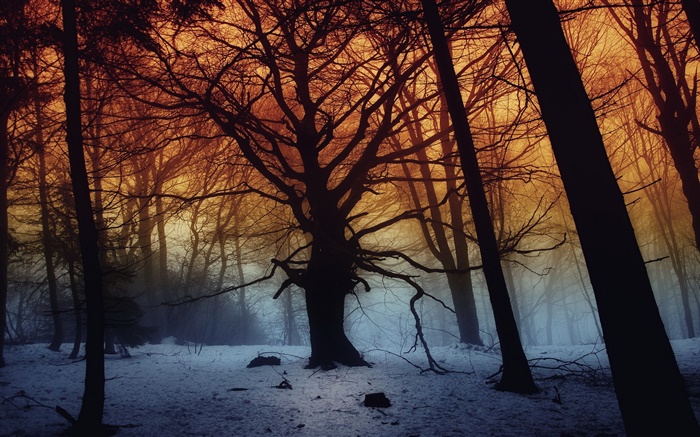 冬季，森林，树木，黎明 壁纸 图片