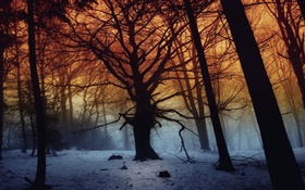 冬季，森林，树木，黎明