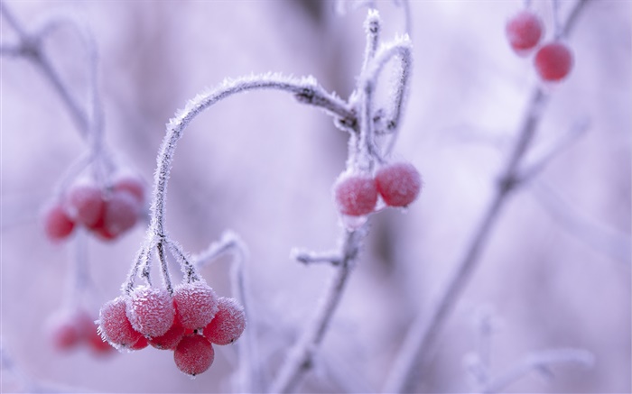 冬天，霜，红色浆果，背景虚化 壁纸 图片