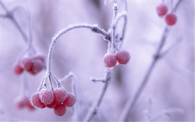 冬天，霜，红色浆果，背景虚化 高清壁纸