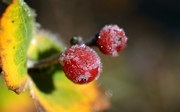 冬季，红色浆果特写镜头，叶子 壁纸 图片