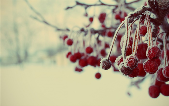 冬季，红果，雪，模糊 壁纸 图片