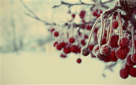 冬季，红果，雪，模糊 高清壁纸