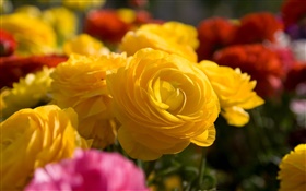 黄玫瑰花朵的特写