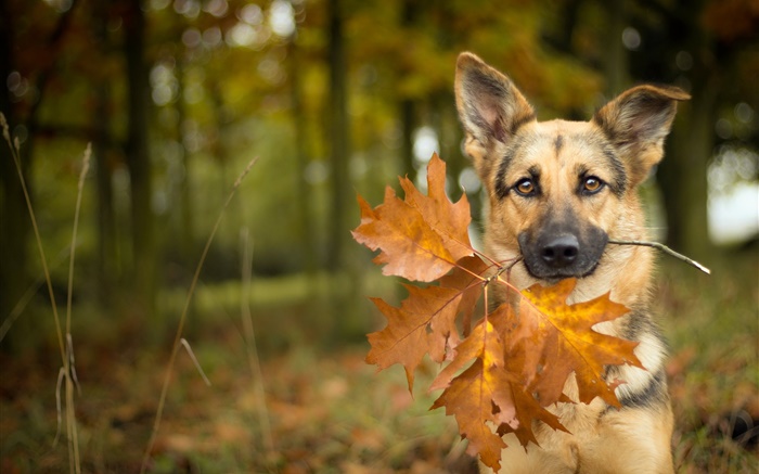 秋天，狗，叶子，背景虚化 壁纸 图片