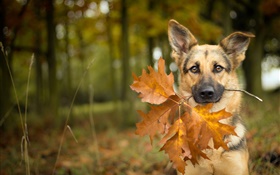 秋天，狗，叶子，背景虚化 高清壁纸