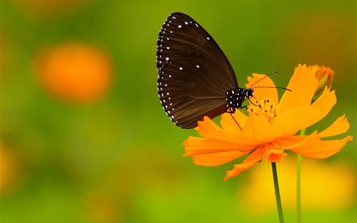 黑蝴蝶，橙色的花 壁纸 图片