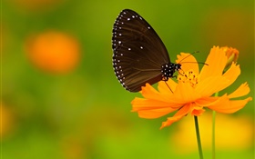 黑蝴蝶，橙色的花 高清壁纸