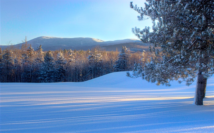 面包山，雪，树木，冬天，美国佛蒙特州 壁纸 图片