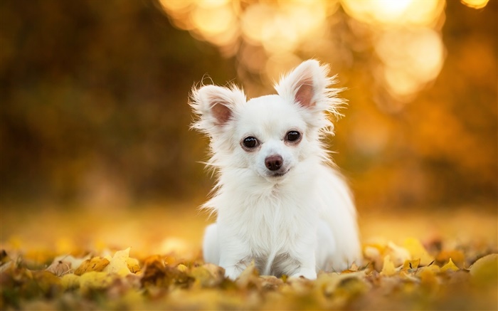 奇瓦瓦狗，白色的小狗，叶子，背景虚化 壁纸 图片
