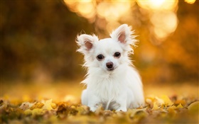 奇瓦瓦狗，白色的小狗，叶子，背景虚化 高清壁纸