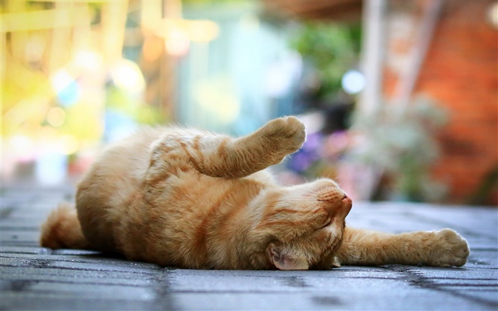 可爱的猫，卧睡，腿，人行道，背景虚化 壁纸 图片