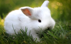 可爱的小白兔在草丛中 高清壁纸