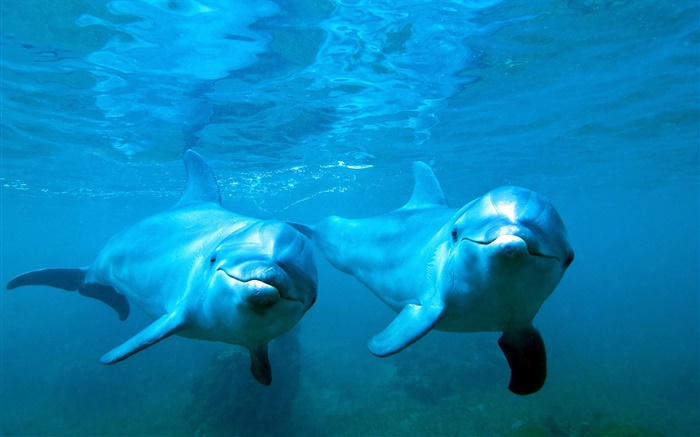 海豚情侣，海，水中 壁纸 图片