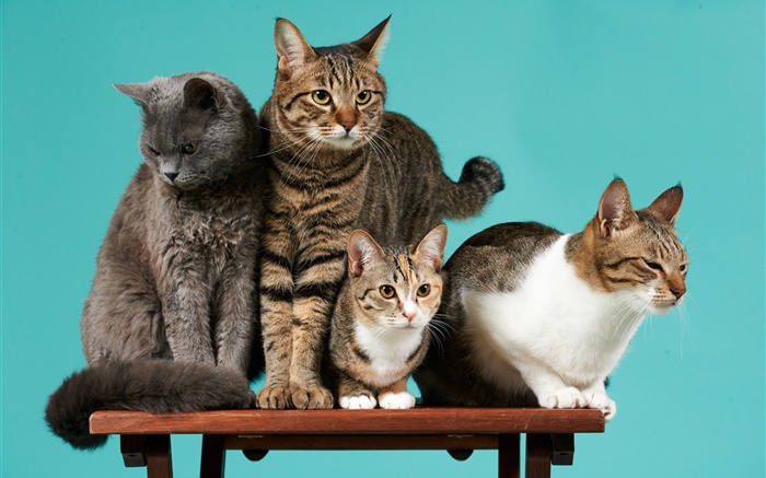 四只猫，绿色背景 壁纸 图片