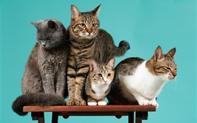 四只猫，绿色背景 高清壁纸