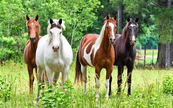 四匹马，草 壁纸 图片