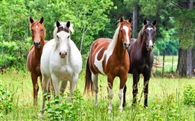 四匹马，草 高清壁纸
