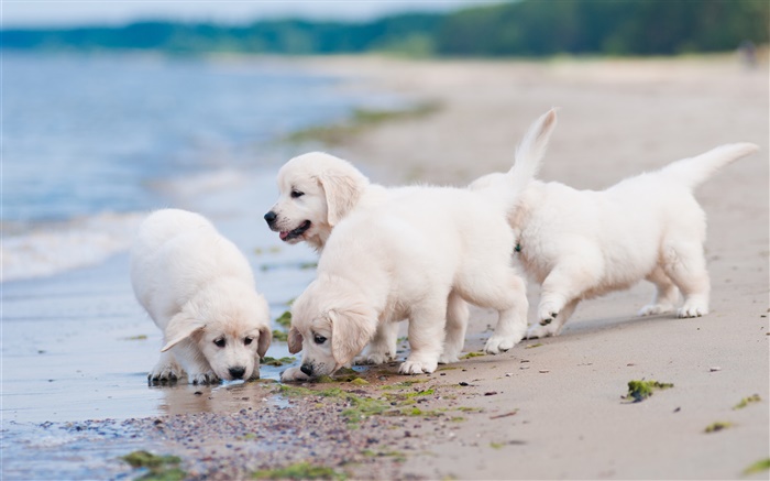 四只白色的狗，玩，海滩 壁纸 图片