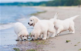 四只白色的狗，玩，海滩