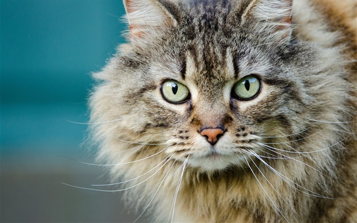 毛茸茸的猫，脸，眼睛，胡须 壁纸 图片