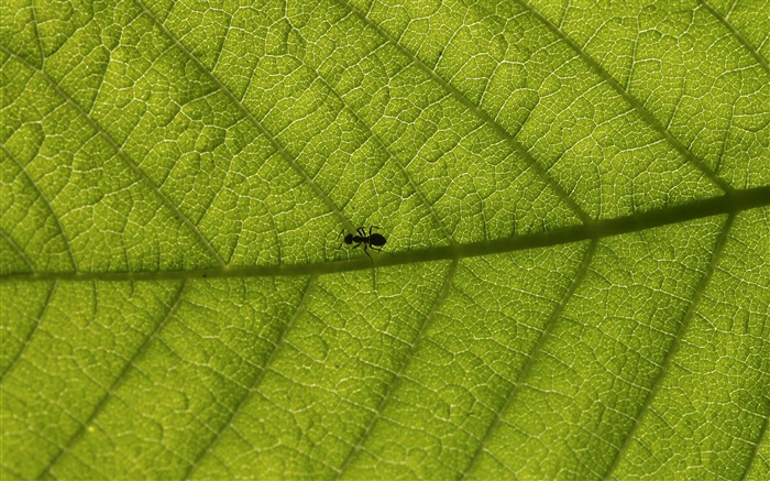 树叶微距，蚂蚁 壁纸 图片