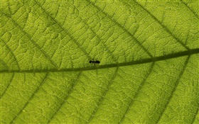 树叶微距，蚂蚁
