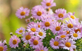 粉红色洋甘菊花，花瓣，模糊