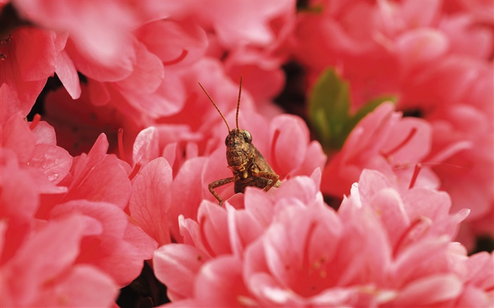 粉红色的花朵，蝗虫 壁纸 图片