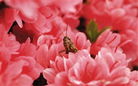 粉红色的花朵，蝗虫