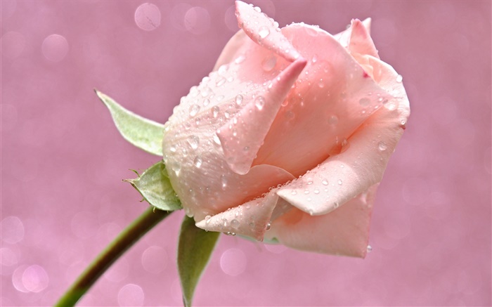 粉红色的玫瑰花朵，水珠，露水 壁纸 图片