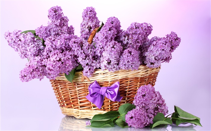 紫色的丁香花，篮子 壁纸 图片