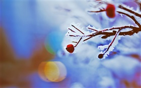 红色浆果，树枝，冬天，背景虚化