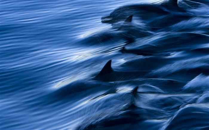 海洋，海豚，速度，水，飞溅 壁纸 图片