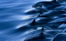 海洋，海豚，速度，水，飞溅 高清壁纸